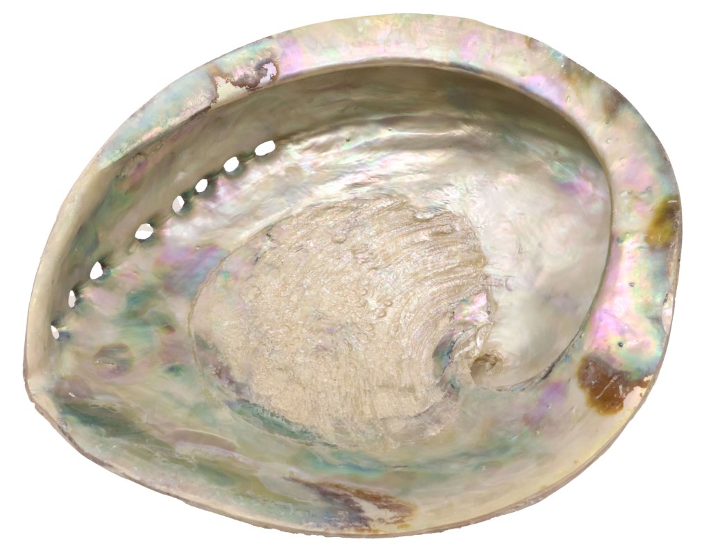 Conchiglia di Abalone Naturale XL 15-16 cm