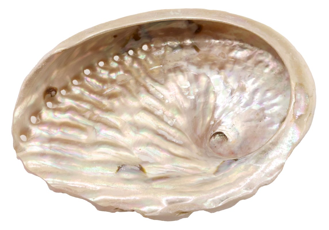 Conchiglia di Abalone Naturale 10-12 cm