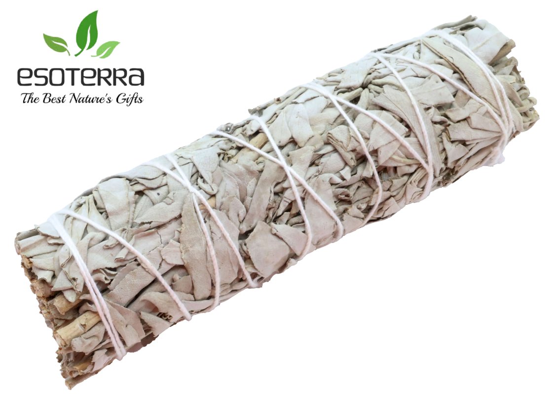 Fagotto Salvia Bianca California 60-80g 15cm