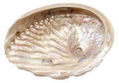 Conchiglia di Abalone Naturale 10-12 cm