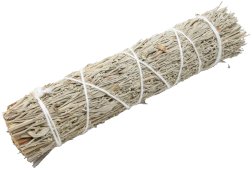 Fagotto Salvia Blu California 15 cm